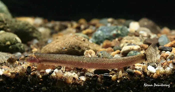 Pangio piperata photo