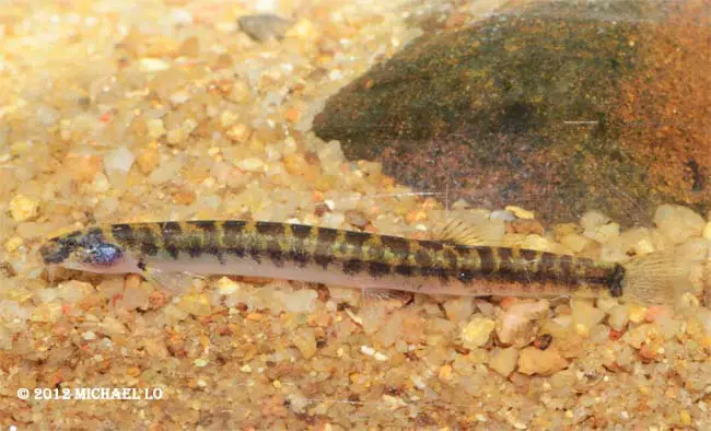 Pangio shelfordii photo