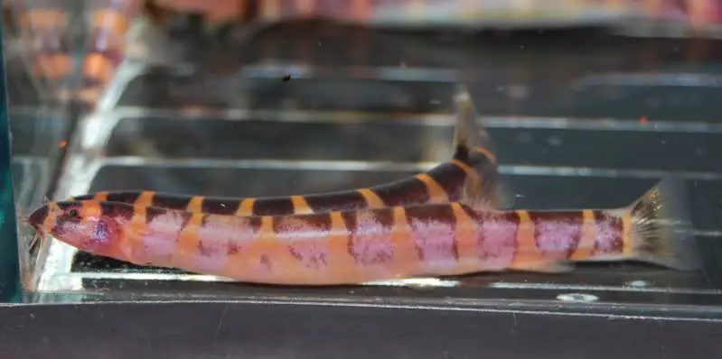 Pangio sp. pan01 photo