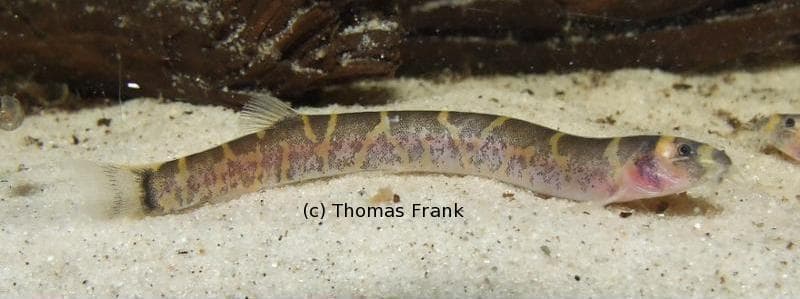 Pangio sp. pan03 photo