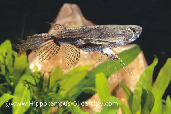 Pantodon buchholzi photo