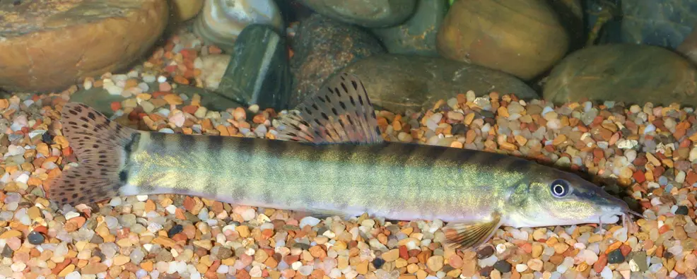 Parabotia bimaculata photo