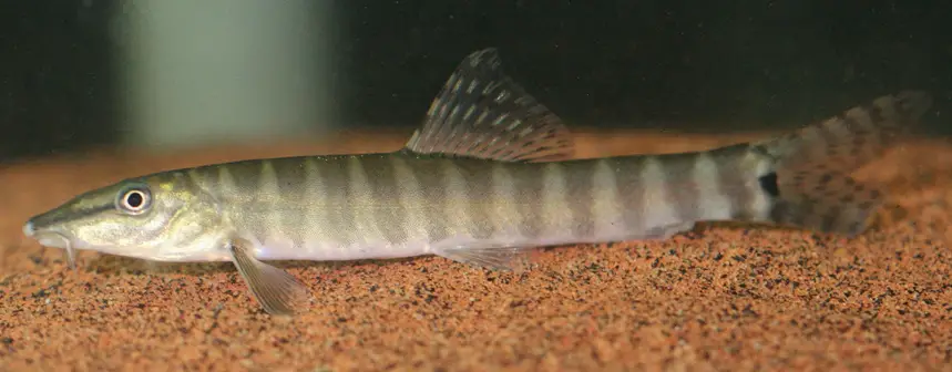 Parabotia fasciata photo