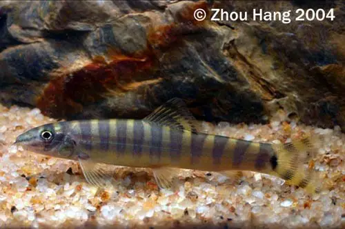 Parabotia lijiangensis photo