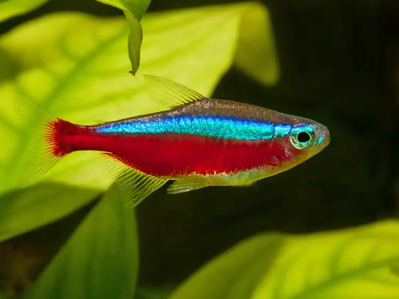 Paracheirodon axelrodi photo