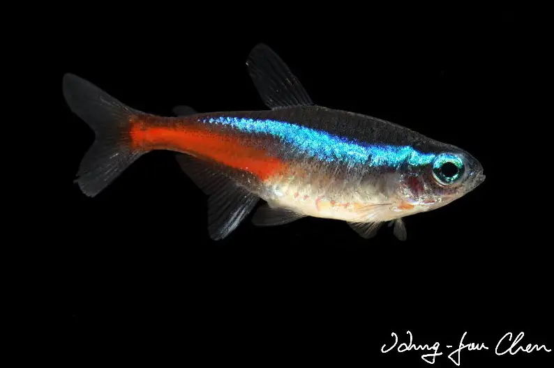 Paracheirodon innesi photo