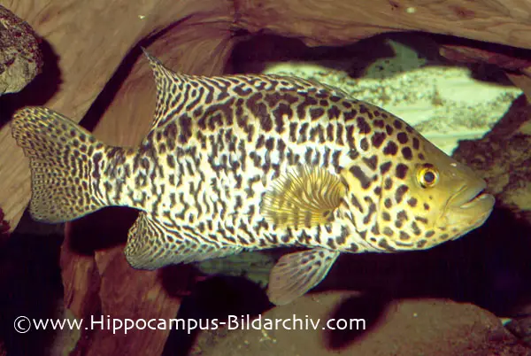 Parachromis managuensis photo