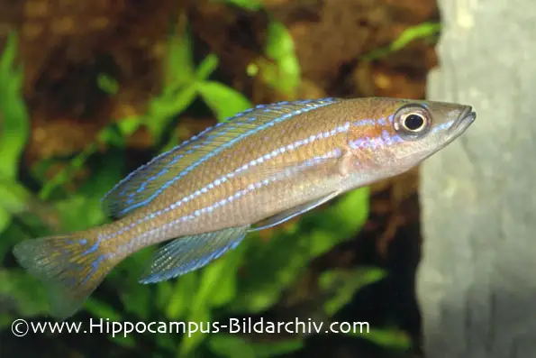 Paracyprichromis nigripinnis photo