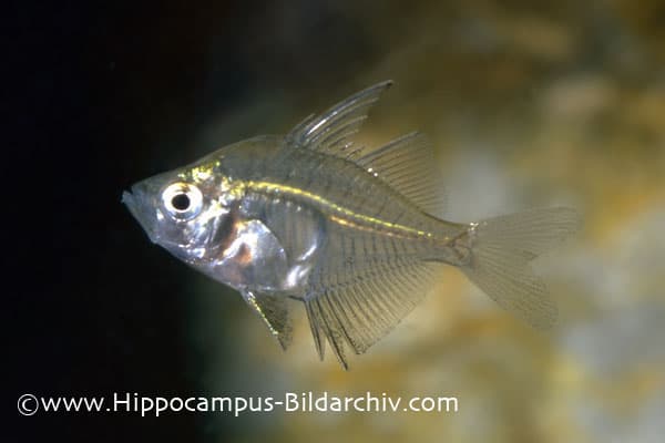 Parambassis ranga photo