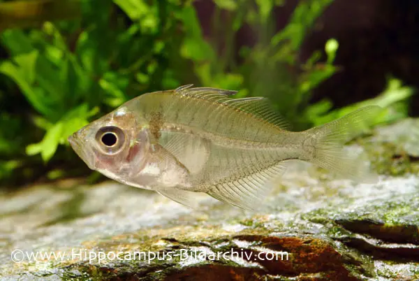 Parambassis siamensis photo