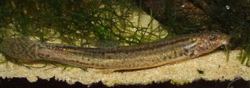 Paramisgurnus dabryanus photo