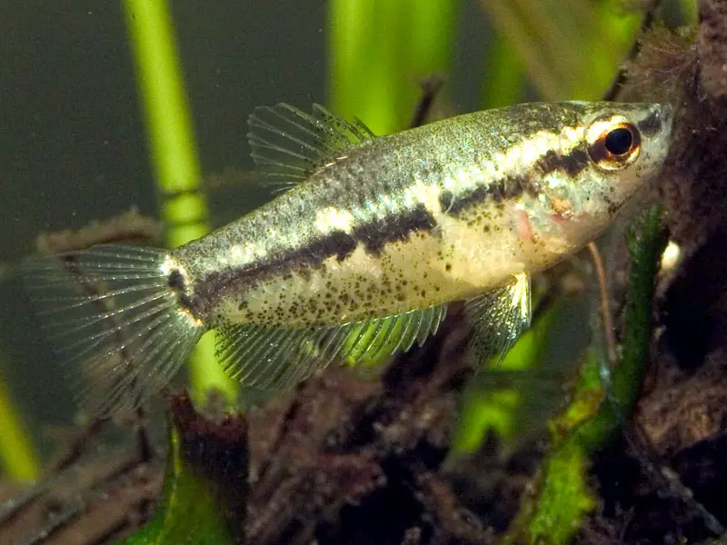 Parasphaerichthys lineatus photo
