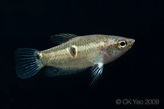 Parasphaerichthys ocellatus photo