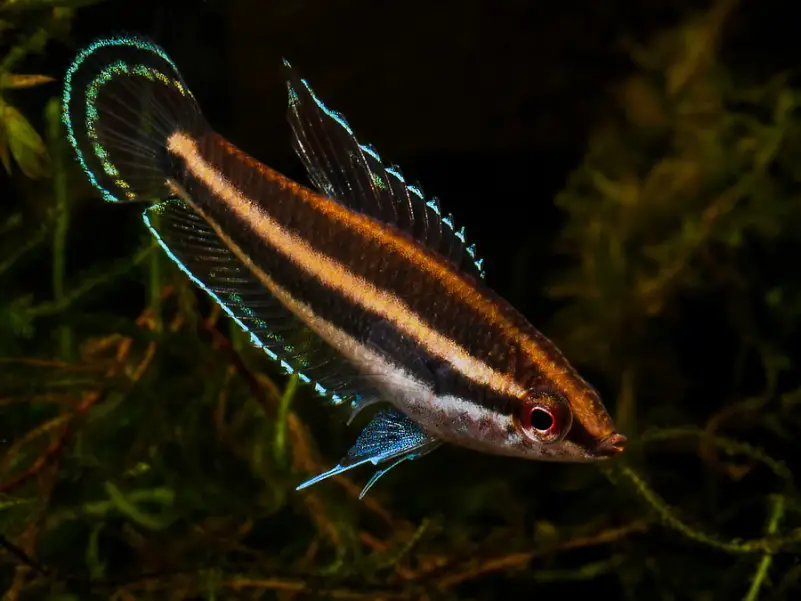 Parosphromenus sp. sentang photo