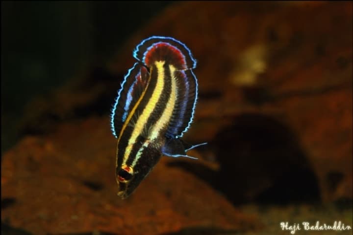 Parosphromenus alfredi photo