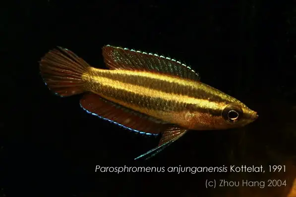 Parosphromenus anjunganensis photo