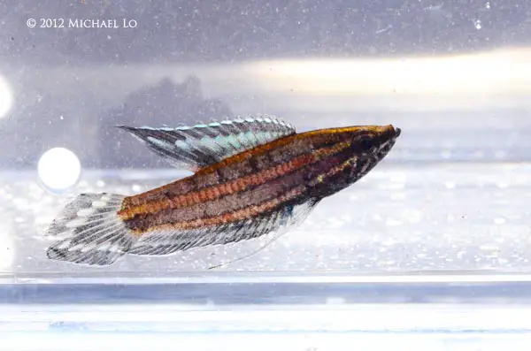 Parosphromenus deissneri photo