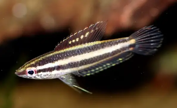 Parosphromenus bintan photo