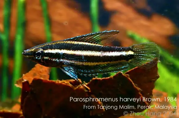 Parosphromenus harveyi photo