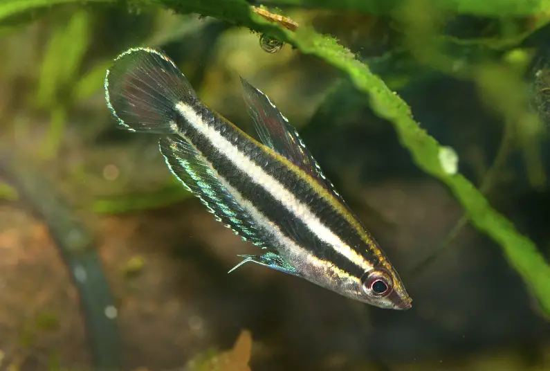 Parosphromenus opallios photo