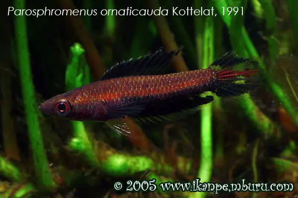Parosphromenus ornaticauda photo