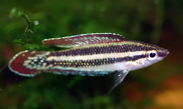 Parosphromenus quindecim photo