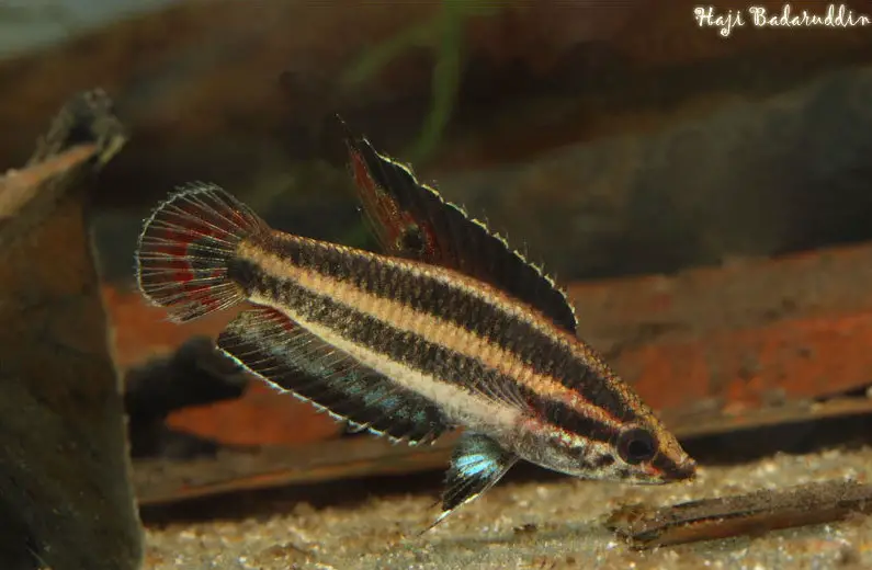 Parosphromenus allani photo