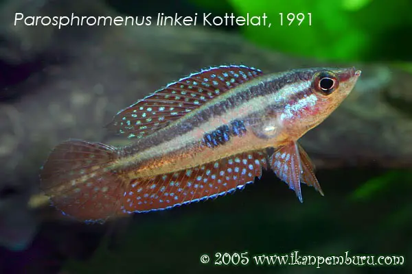 Parosphromenus linkei photo