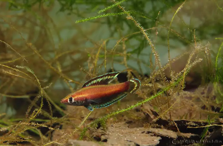 Parosphromenus nagyi photo