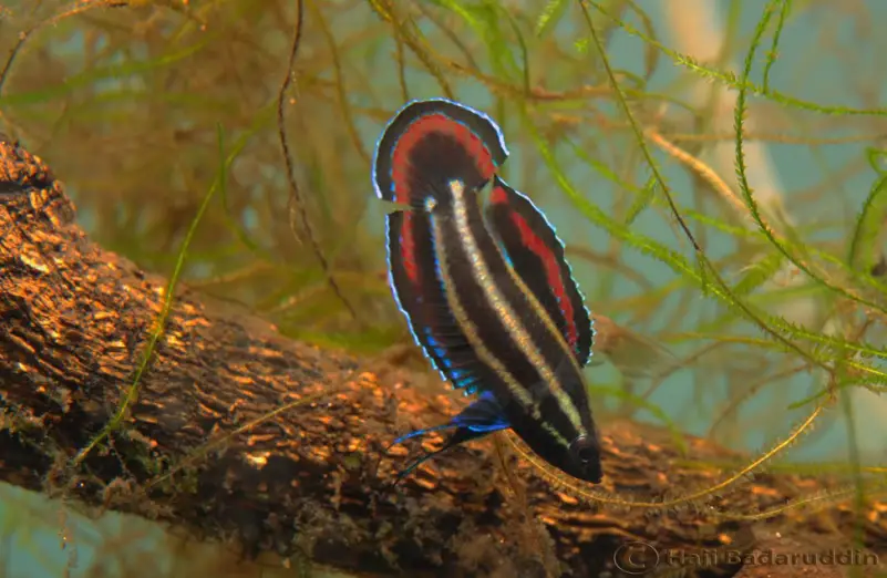 Parosphromenus tweediei photo