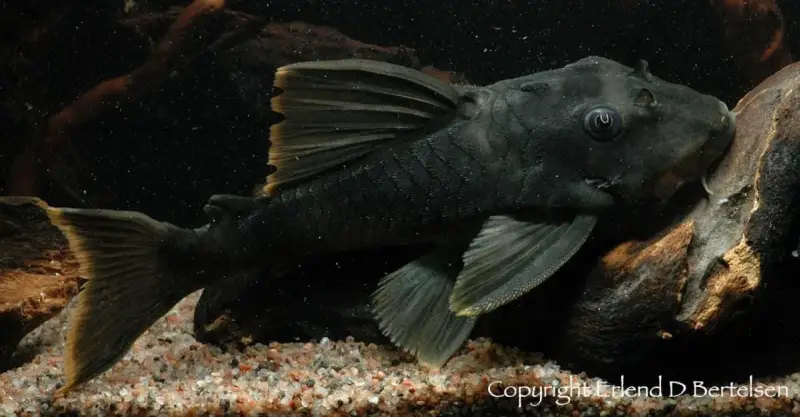 Peckoltia sp. photo
