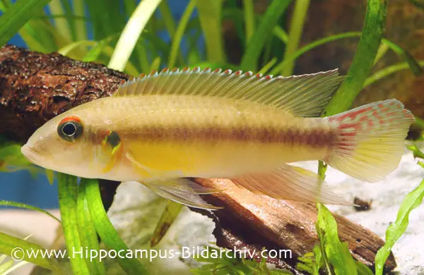 Pelvicachromis humilis photo