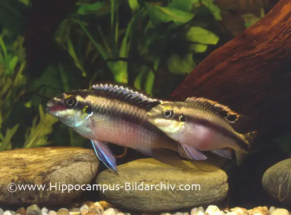 Pelvicachromis pulcher photo