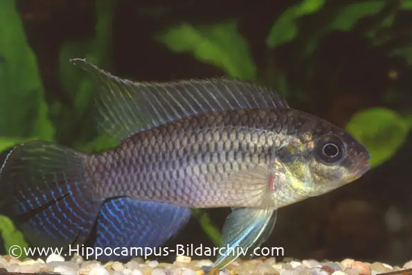 Pelvicachromis subocellatus photo