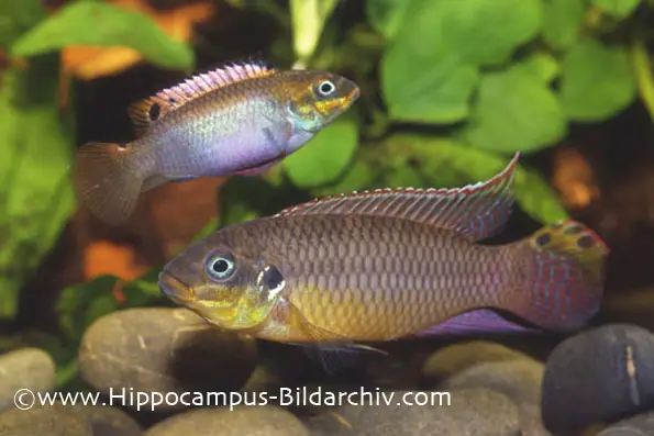 Pelvicachromis taeniatus photo