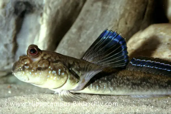 Periophthalmus barbarus photo