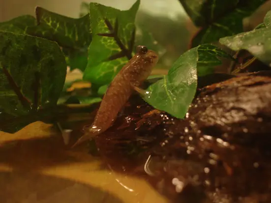 Periophthalmus novemradiatus photo