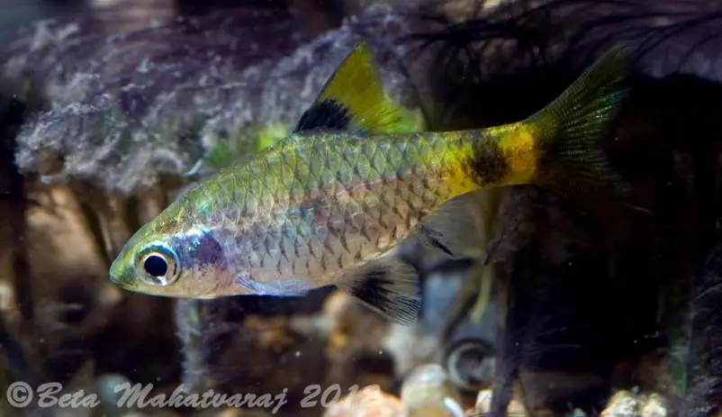 Pethia gelius photo
