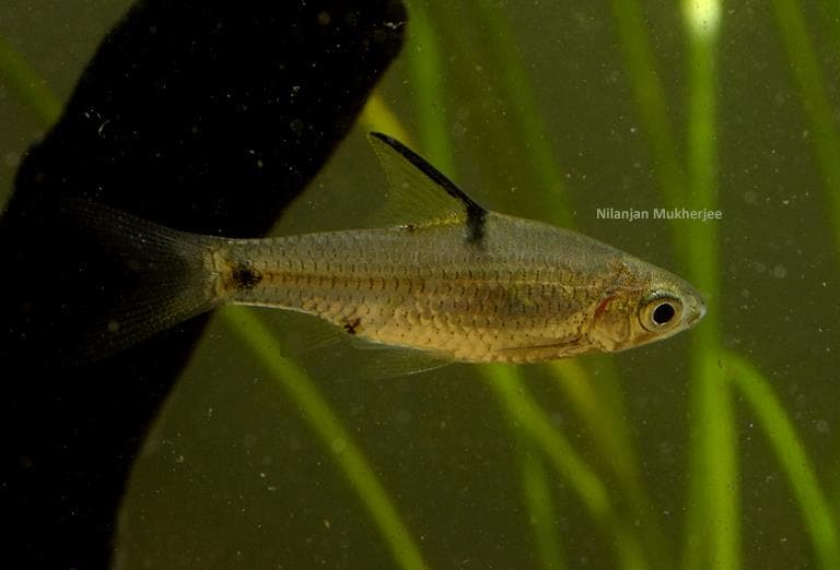 Puntius guganio photo