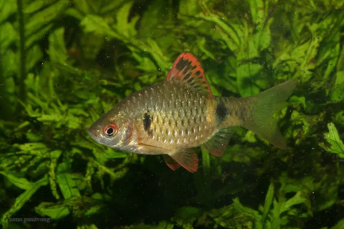 Pethia stoliczkana photo