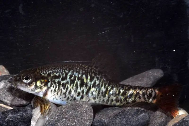 Petruichthys brevis photo