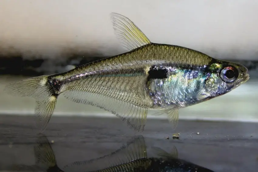 Phenacogaster tegatus photo