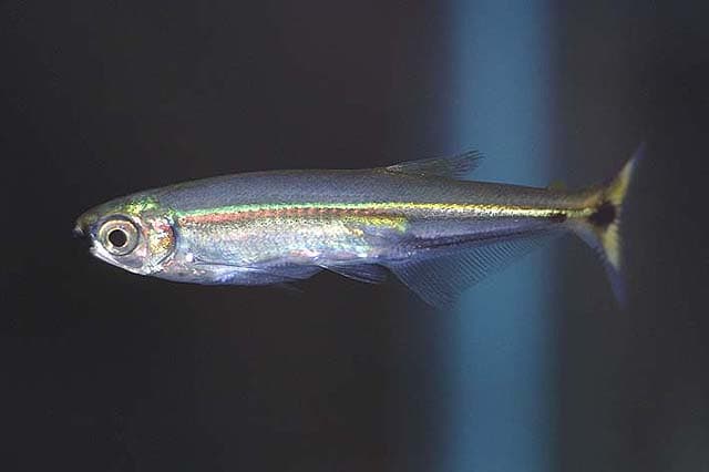 Piabucus dentatus photo