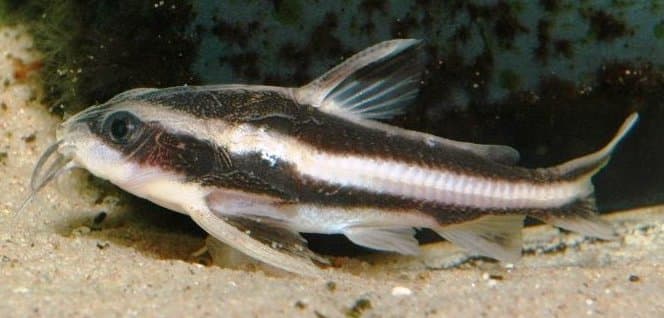 Platydoras armatulus photo