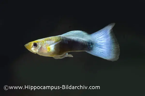 Poecilia reticulata photo