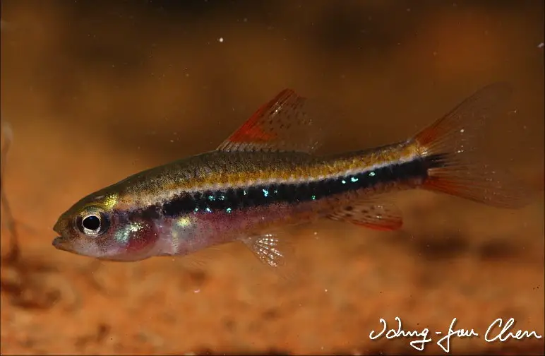 Poecilocharax weitzmani photo