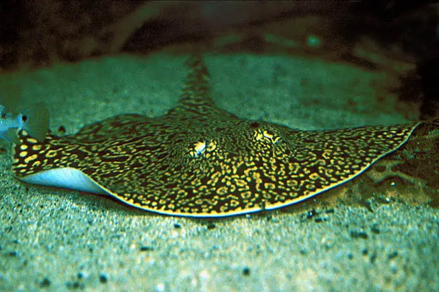 Potamotrygon falkneri photo