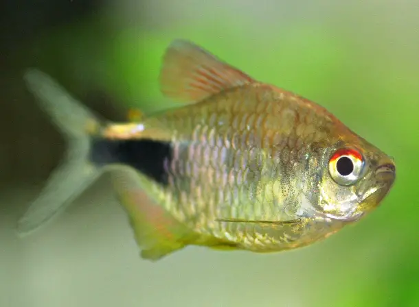 Hemigrammus pulcher photo