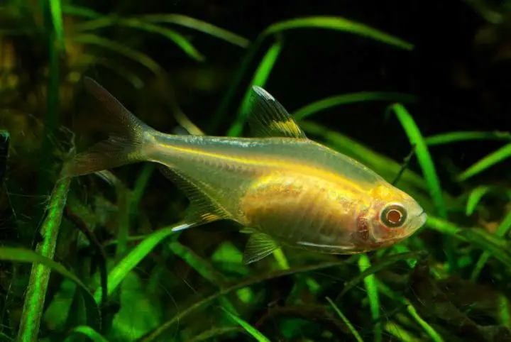 Pristella maxillaris photo