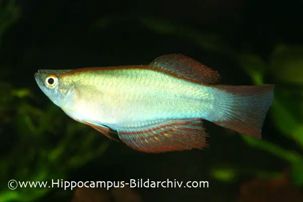 Procatopus nototaenia photo